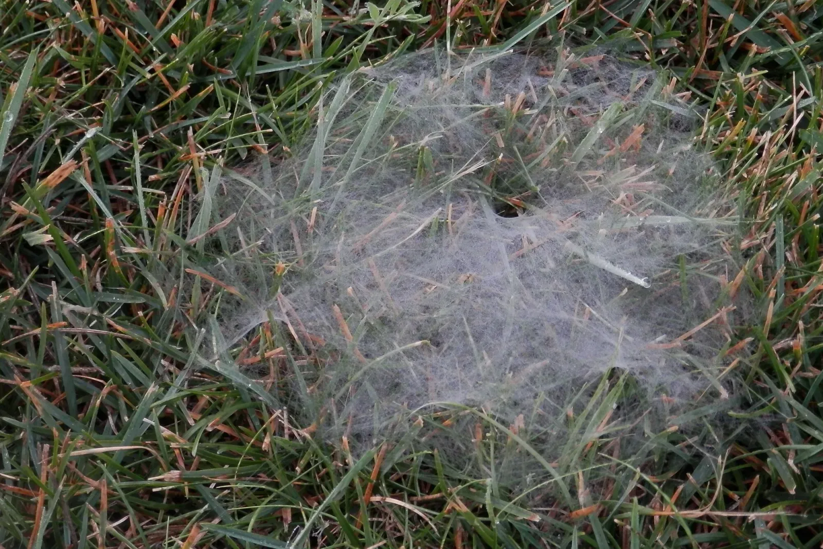 A flat sheet of silk in a lawn with a funnel-shaped hole leading down into the grass