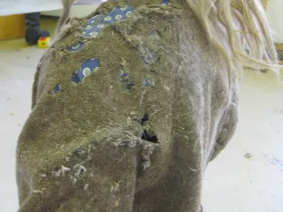 Photo: Lyylihelena, CC BY-SA 4.0, via Wikimedia Commons A wool jacket eaten through by clothes moths, with ragged holes and loose fibers across the shoulder