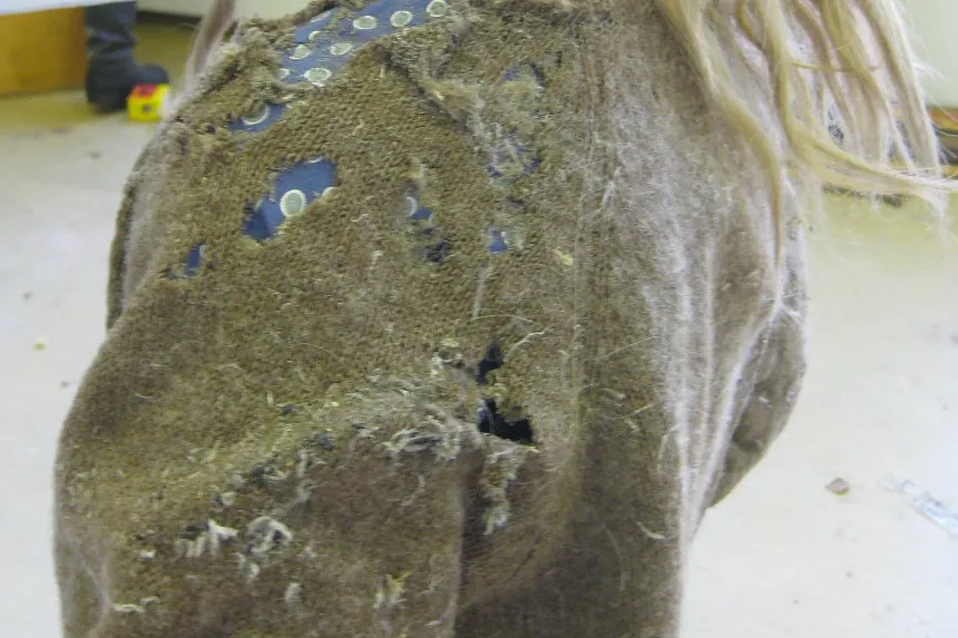A wool jacket eaten through by clothes moths, with ragged holes and loose fibers across the shoulder