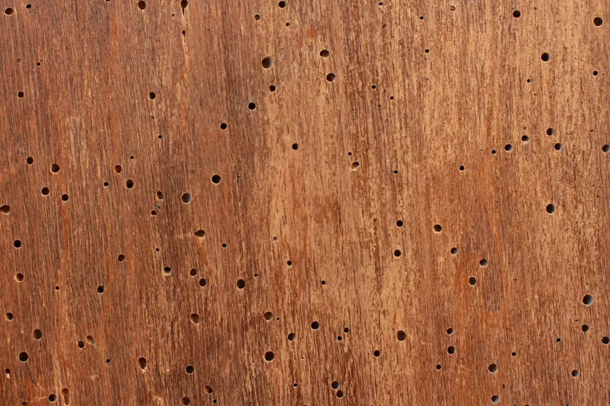 A wooden surface peppered with dozens of small round exit holes left by wood-boring beetles