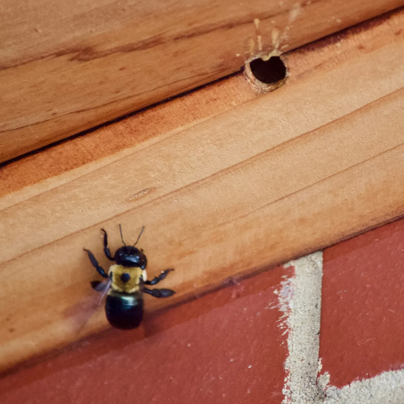 A carpenter bee on wooden siding below a perfectly round hole it drilled into the board