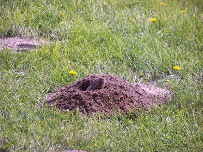 A fresh pocket gopher mound of loose soil in a grassy lawn, with the plugged hole at one side