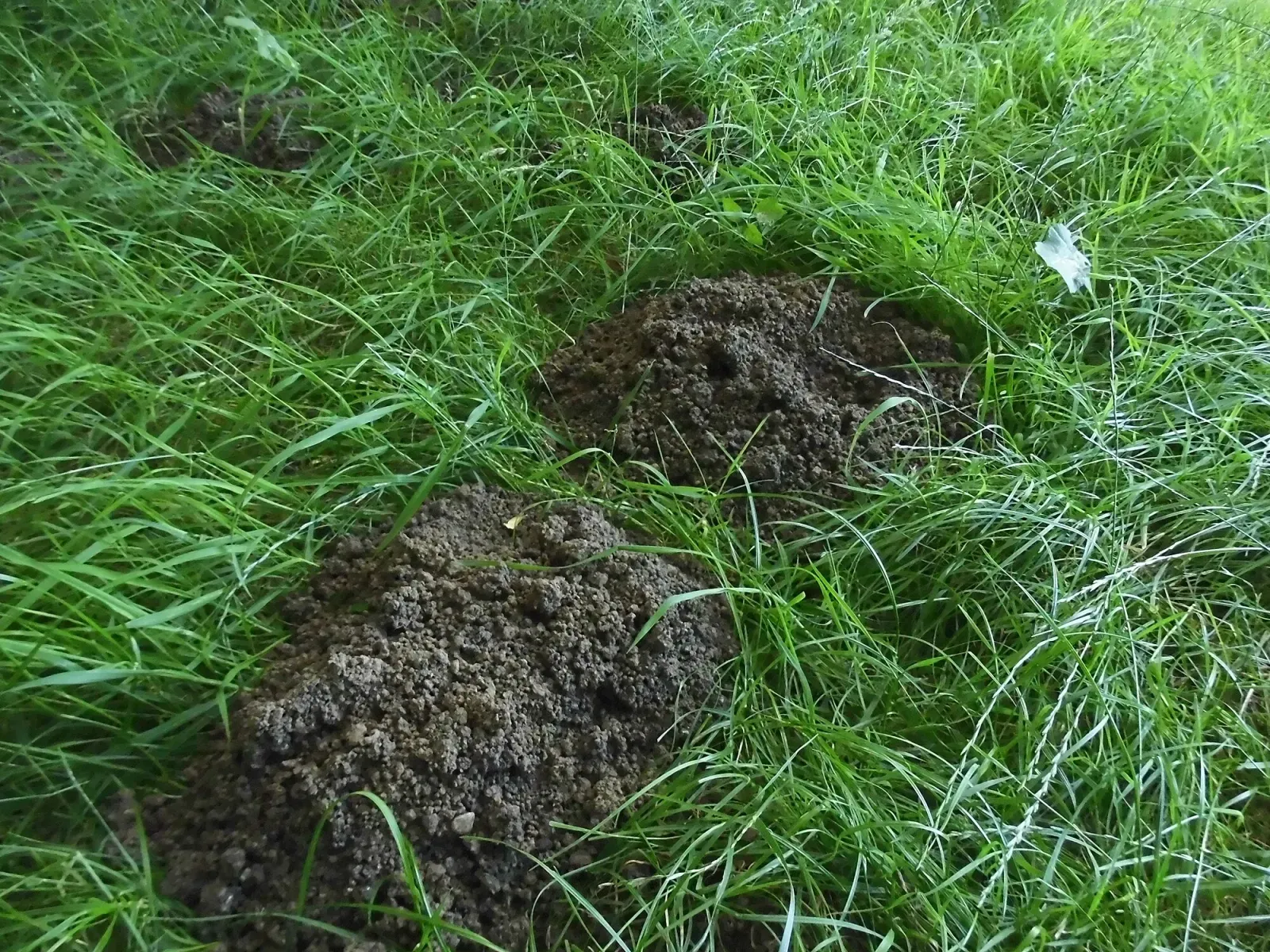 Several round molehills of crumbly dark soil pushed up through long grass