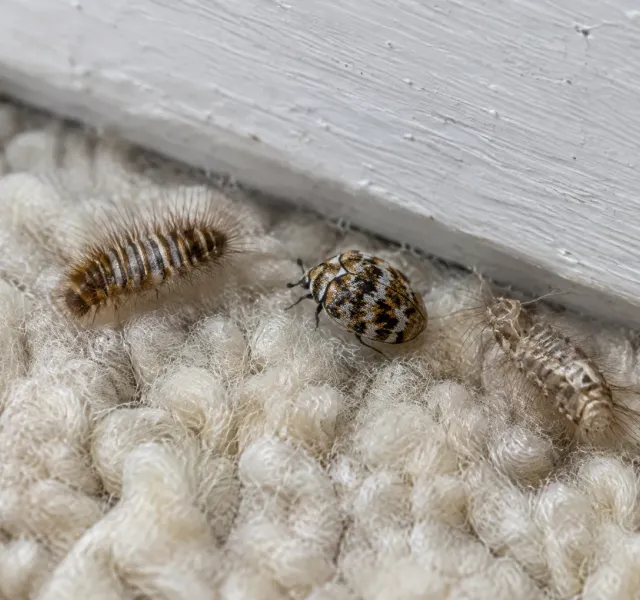 Carpet beetles