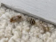 Carpet beetles
