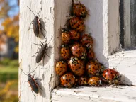 Fall invaders