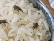 Pantry beetles & weevils