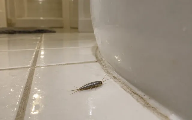 Silverfish