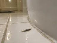 Silverfish