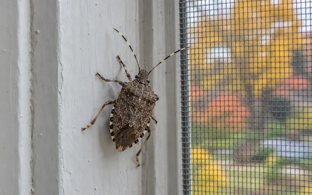 Stink bugs