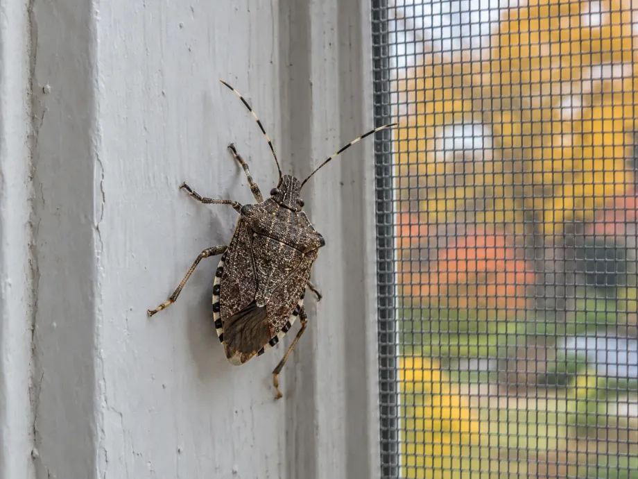 A brown marmorated stink bug on a white window frame next to a screen, with autumn trees outside