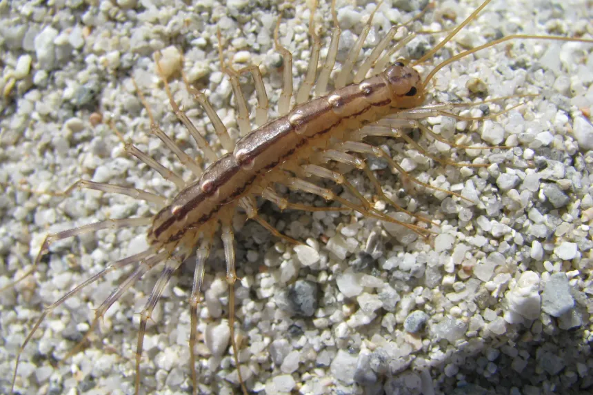 House centipede with long, banded legs and a striped body