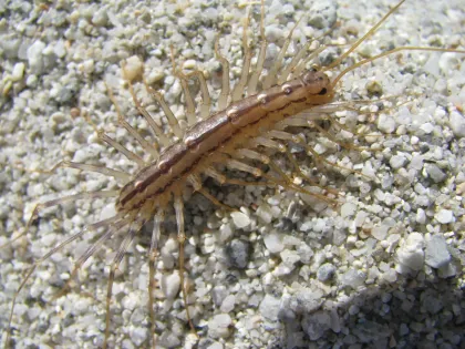 House centipede with long, banded legs and a striped body