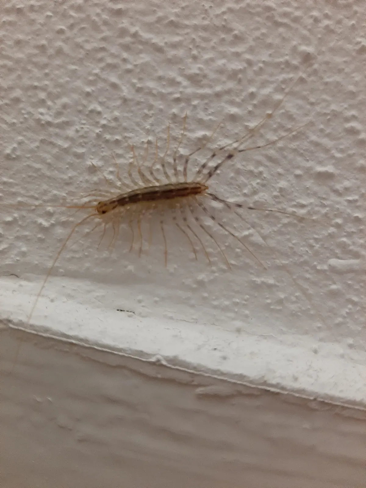 A house centipede with long, banded legs on a white wall just above the baseboard