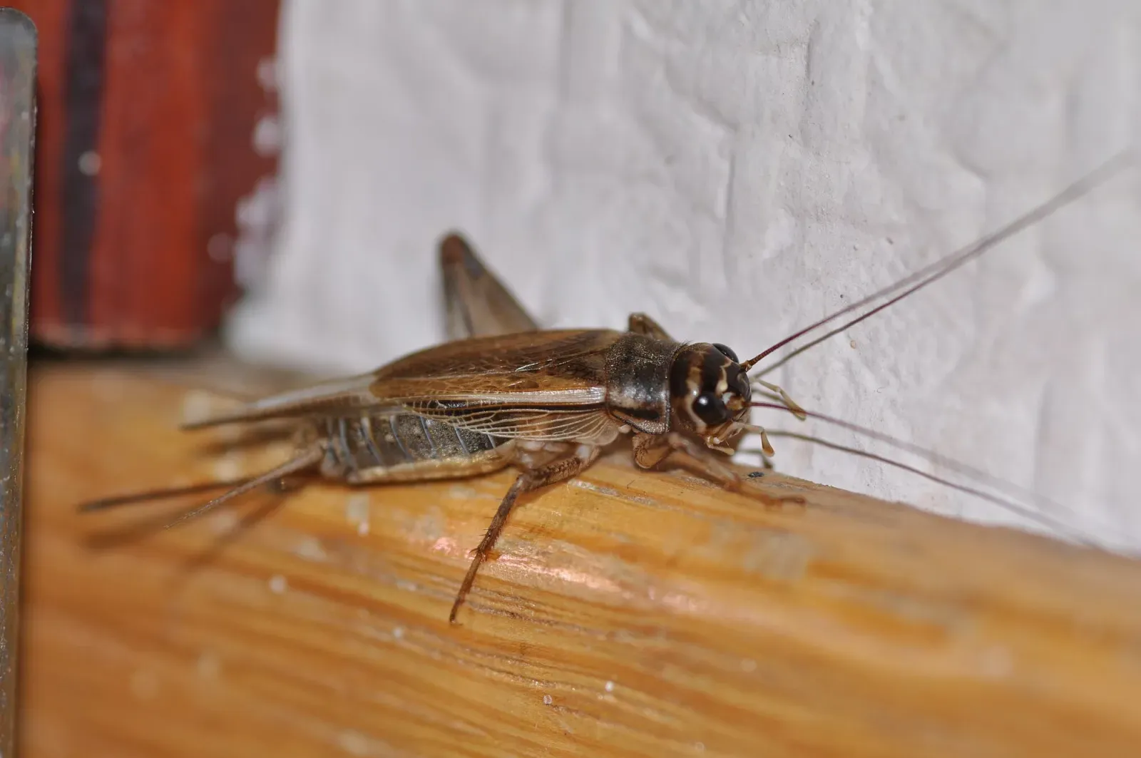 A light brown house cricket with long antennae standing on a wooden ledge indoors