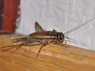 A light brown house cricket with long antennae standing on a wooden ledge indoors