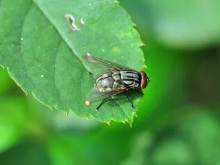 Photo: Joydeep, CC BY-SA 3.0, via Wikimedia Commons A gray house fly on a green leaf, showing the dark stripes on its back and red eyes