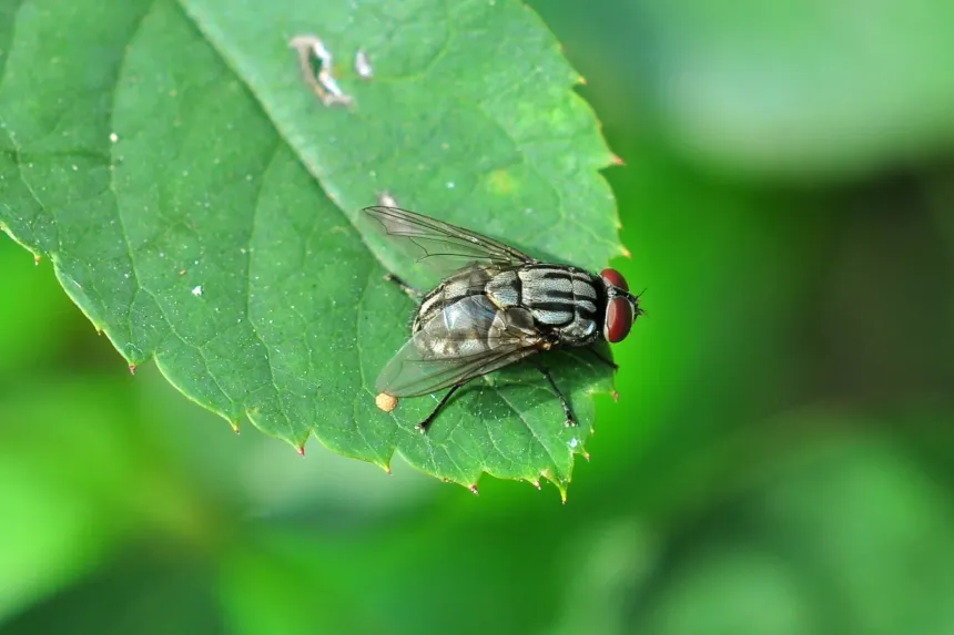 A gray house fly on a green leaf, showing the dark stripes on its back and red eyes