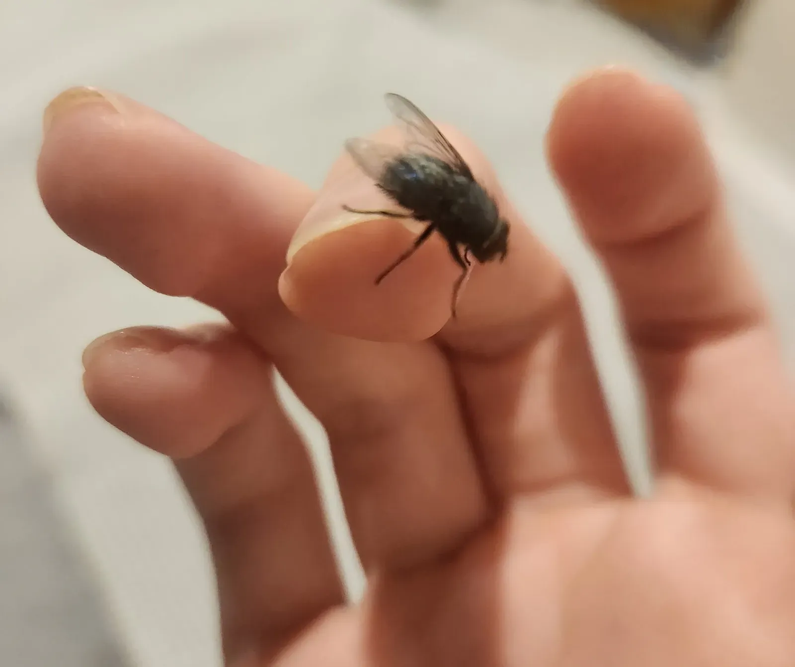 A house fly resting on the tip of a finger, about as long as a fingernail is wide