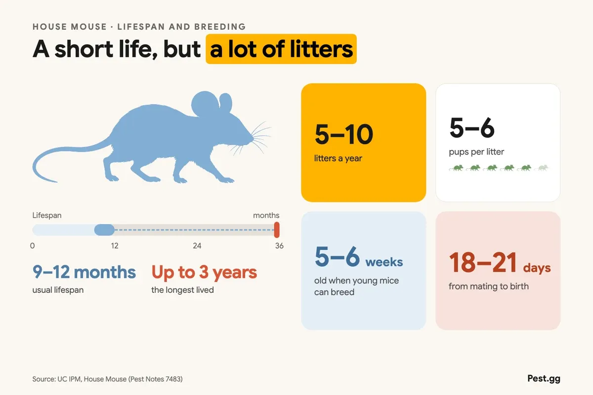 Infographic: a house mouse usually lives 9 to 12 months and up to 3 years; females have 5 to 10 litters a year of 5 to 6 pups, young can breed at 5 to 6 weeks, and pregnancy lasts 18 to 21 days. Source: UC IPM
