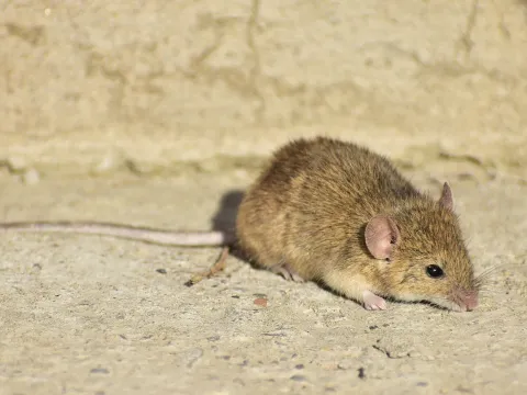 A small gray-brown house mouse with large ears and a long, thin, nearly bare tail