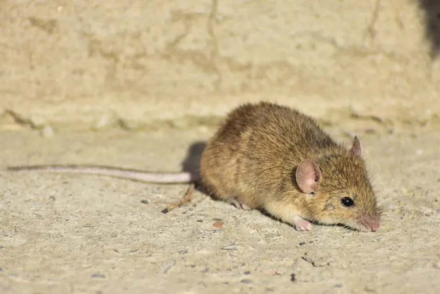 A house mouse