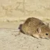A house mouse