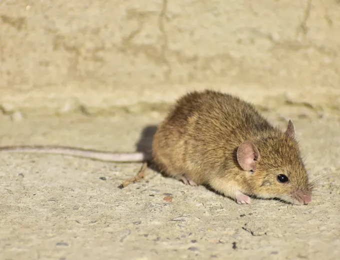 A house mouse