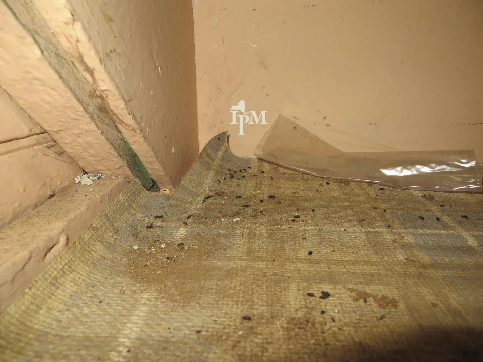 Scattered small dark mouse droppings along the corner of a cabinet floor