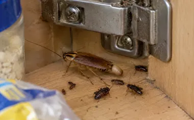 Illustration: an adult German cockroach carrying a tan egg case, with several small nymphs of different sizes, in a kitchen cabinet hinge.