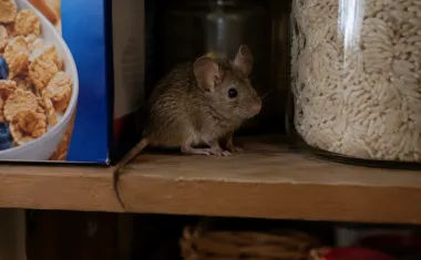 Illustration: a brown house mouse sitting on a pantry shelf at night between a cereal box and a jar of rice.