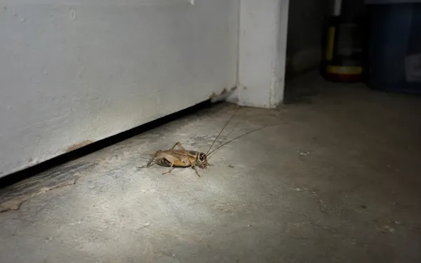 Illustration: a light brown house cricket on a concrete basement floor beside a door at night, lit by a flashlight beam.