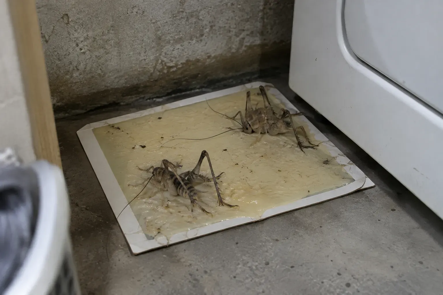 A sticky glue board on a basement floor in the corner behind a clothes dryer, with two camel crickets caught on it