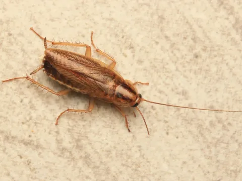 An adult German cockroach, light brown with two dark stripes behind the head, on a pale surface