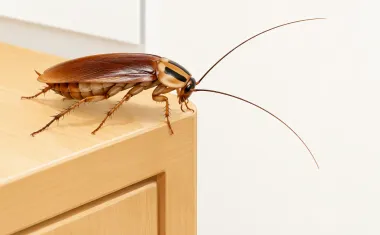 Illustration: macro close-up of a German cockroach on a cabinet edge, two dark parallel stripes behind its head clearly visible, long antennae curving forward.
