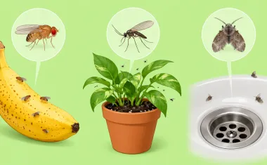 Illustration: three-panel composition showing three kinds of small flies and where they come from: a fruit fly over a ripe banana, a fungus gnat over a houseplant pot, a drain fly over a sink drain.