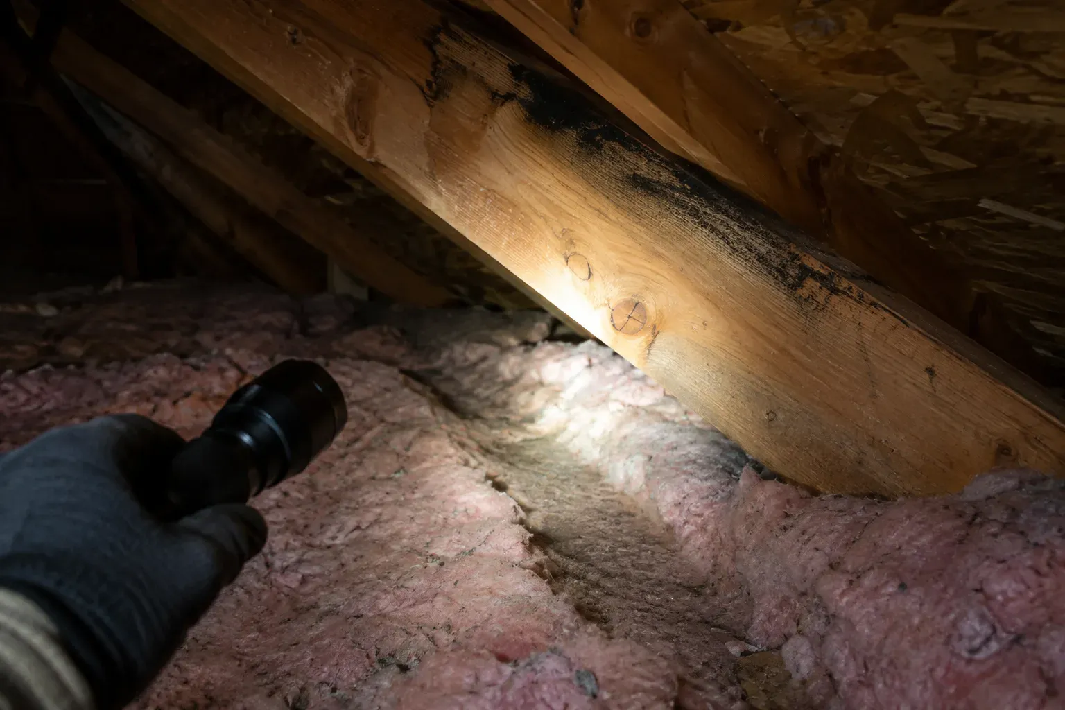 A flashlight lights up a dark rub mark along an attic rafter and a flattened path in the insulation below it