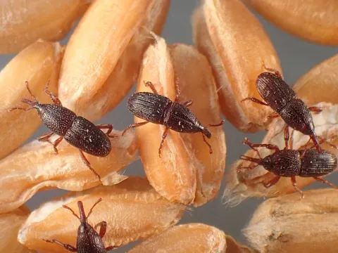 Several dark reddish-brown granary weevils with long snouts on wheat kernels