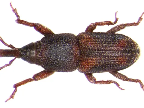 A rice weevil seen from above, a slender reddish-brown snout beetle with four faint pale spots on its wing covers