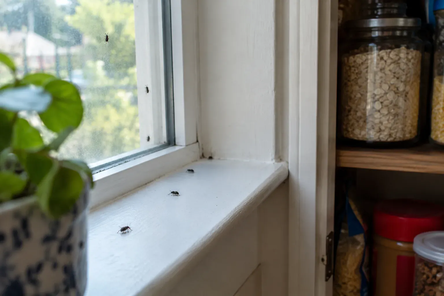 A few tiny dark weevils on a white kitchen windowsill next to a pantry cupboard