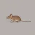 Mice