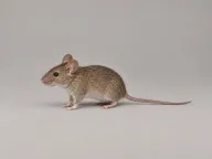 Mice