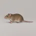 Rats
