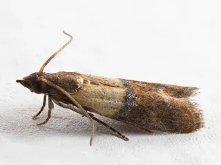 Photo: Mvuijlst, CC BY-SA 4.0, via Wikimedia Commons An Indian meal moth at rest, its folded wings pale gray near the head and coppery brown toward the tips