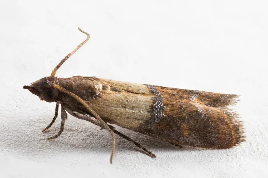 An Indian meal moth at rest, its folded wings pale gray near the head and coppery brown toward the tips