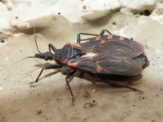 Photo: averagewalrus, CC BY 4.0, via Wikimedia Commons An eastern bloodsucking conenose kissing bug, black with orange-red bands along the edge of its body