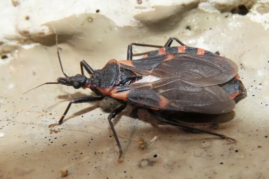 An eastern bloodsucking conenose kissing bug, black with orange-red bands along the edge of its body