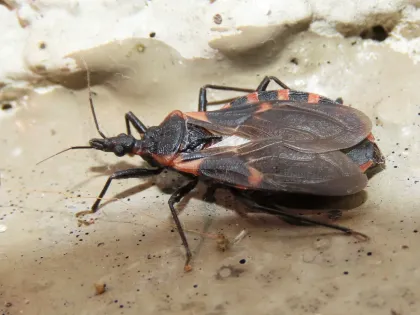 An eastern bloodsucking conenose kissing bug, black with orange-red bands along the edge of its body