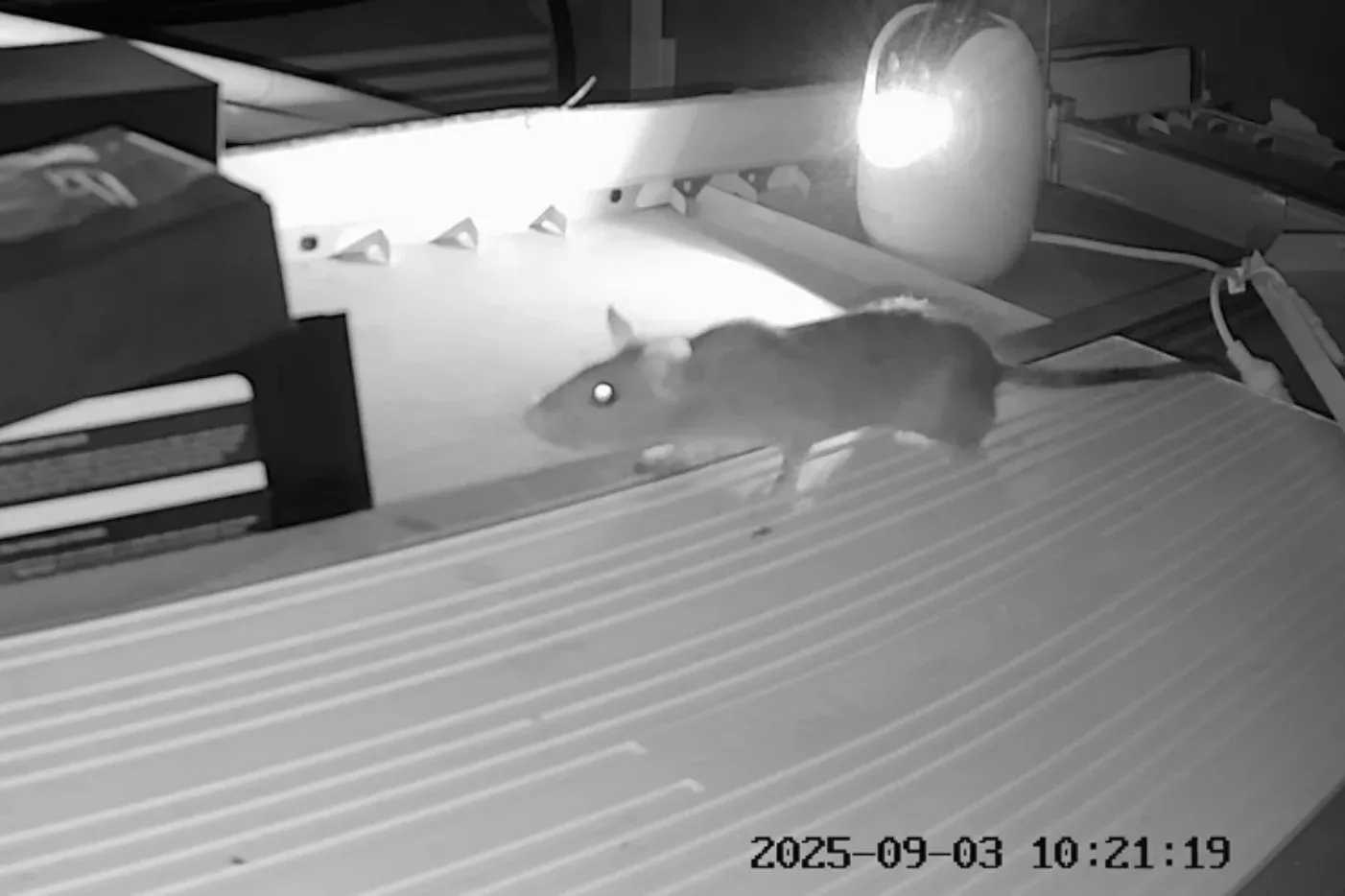 Infrared security camera frame of a rat running along pipes above a restaurant ceiling