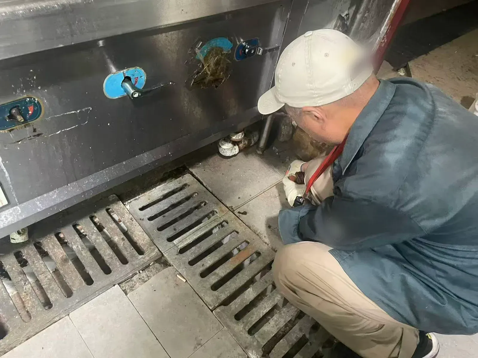 Pest-control technician checking a commercial kitchen floor drain for rodent activity